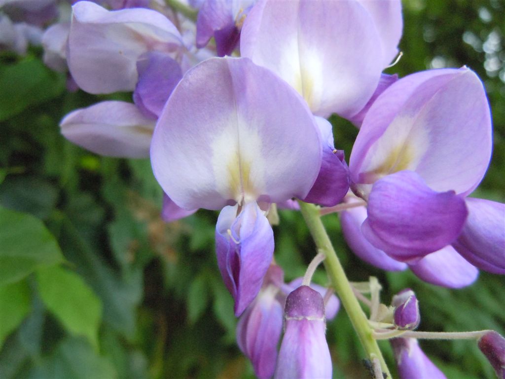 Wisteria sinensis